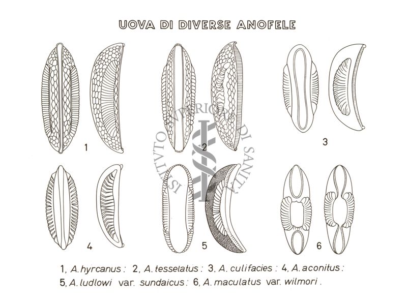 Disegno: Uova di diverse anofele