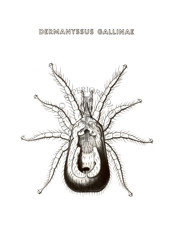 Disegno: Dermanyssus Gallinae