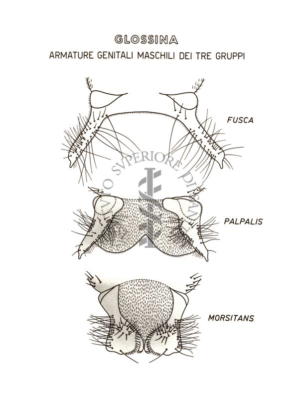 Disegno: Glossina: armature genitali maschili dei tre gruppi (fusca, palpalis, morsitans)