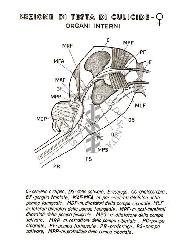 Disegno: Sezione di testa di Culicide (femmina): organi interni