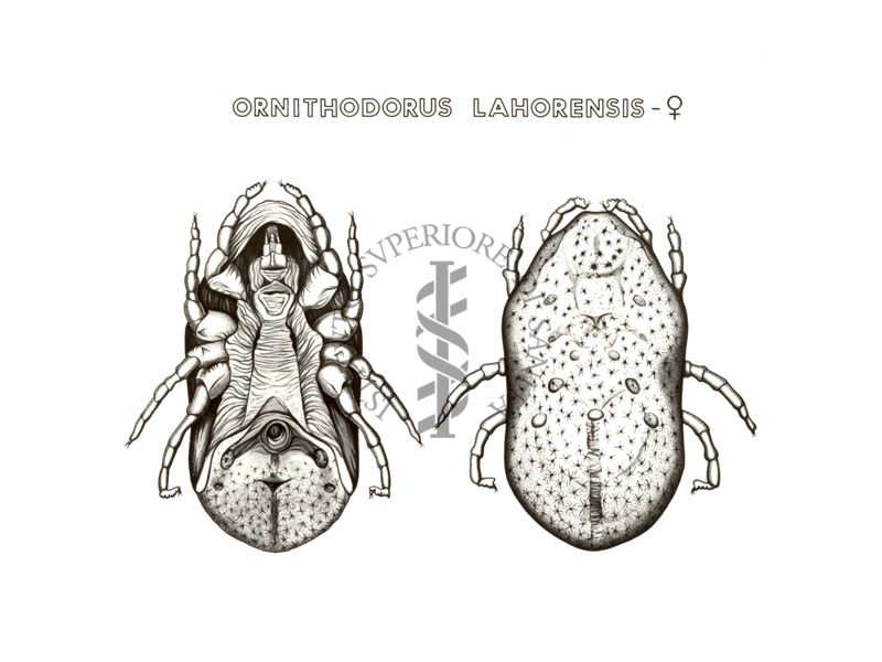 Disegno: Ornithodorus Lahorensis (femmina)