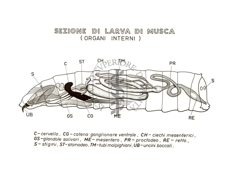 Disegno: Sezione di larva di Musca (organi interni)