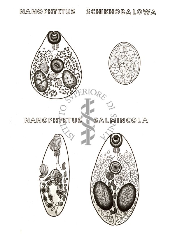 Disegno: Nanophyetus Schikhobalowa e Nanophyetus Salmincola