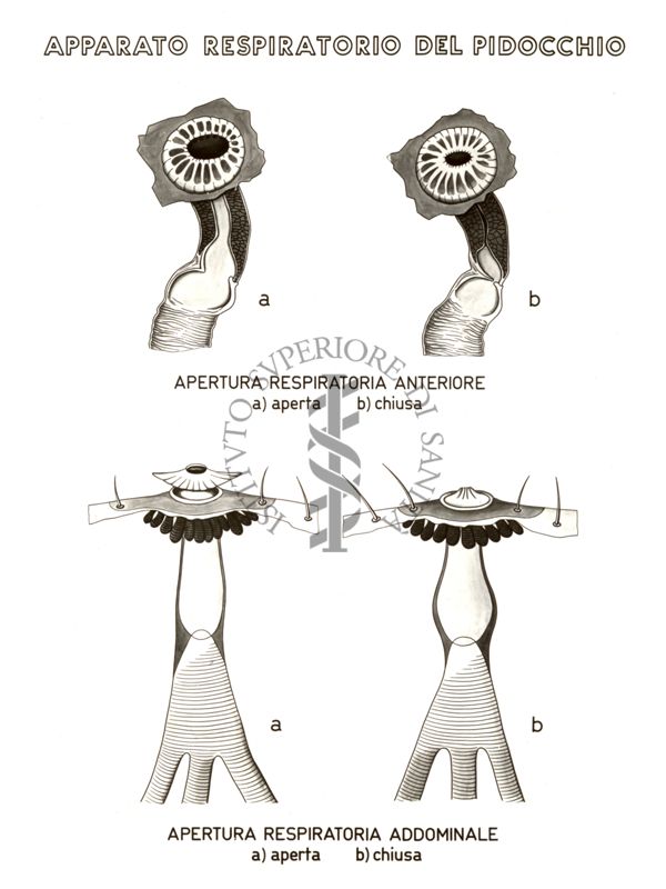 Disegno: Apparato respiratorio del Pidocchio