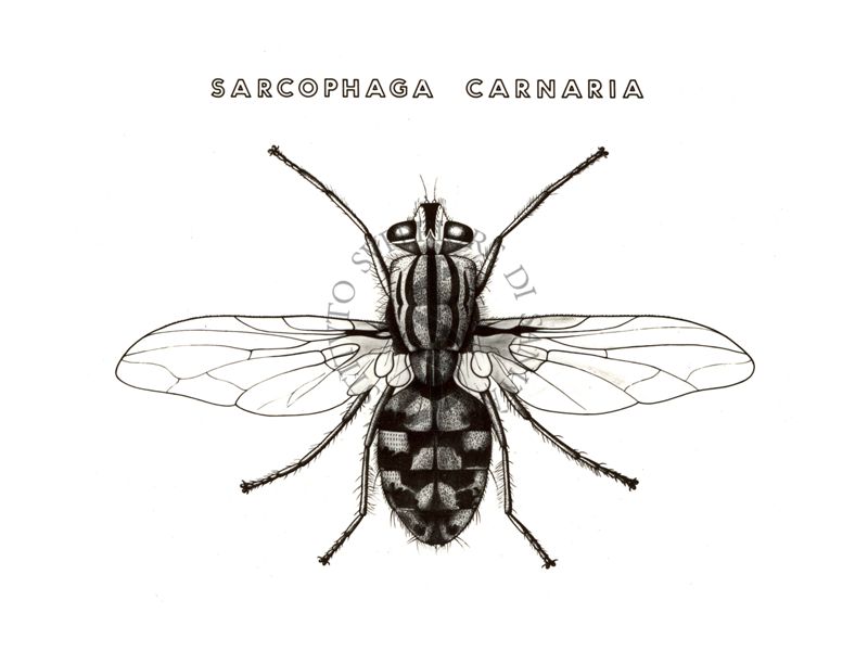 Disegno: Sarcophaga Carnaria