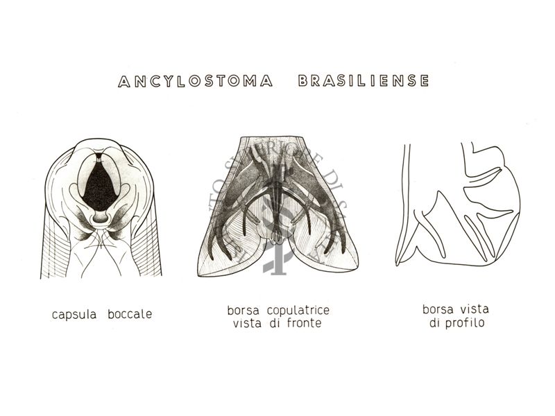 Disegno: Ancylostoma Brasiliense