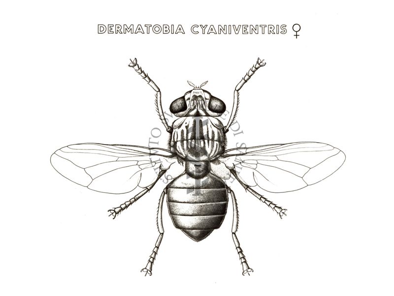 Disegno: Dermatobia Cyaniventris (femmina)