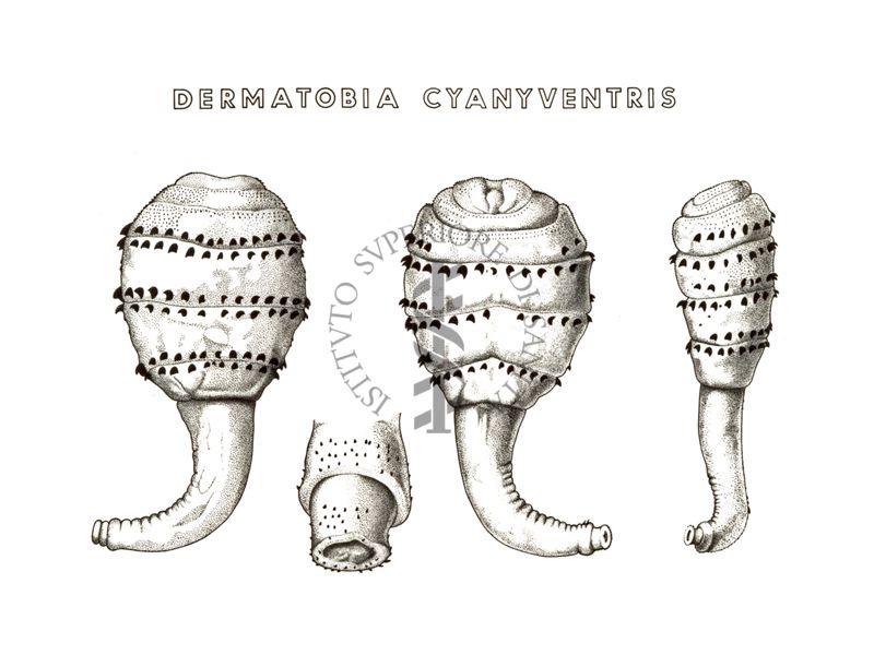 Disegno: Dermatobia Cyanyventris