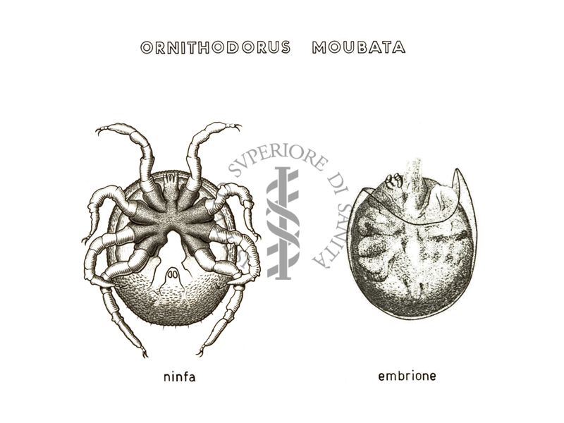 Disegno: Ornithodorus Moubata