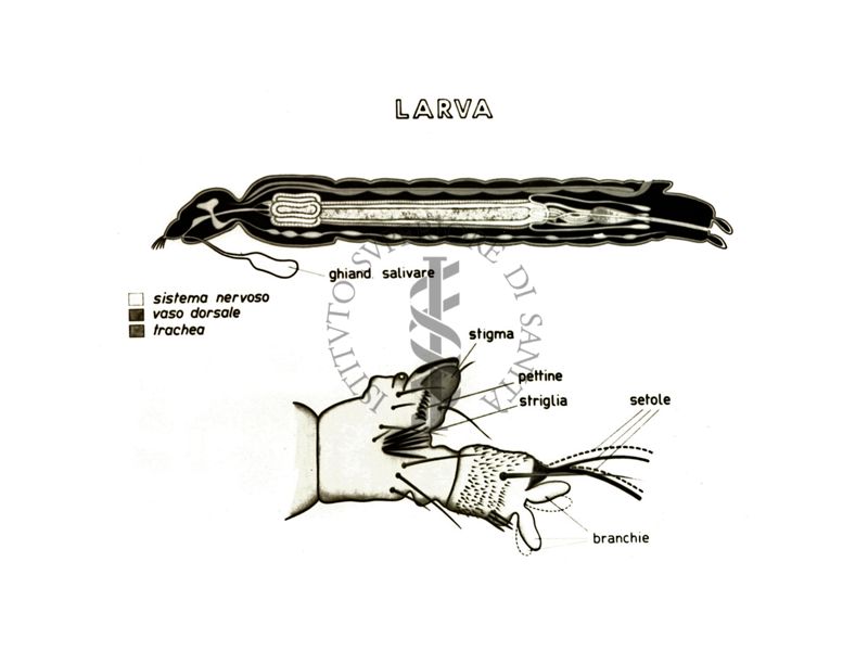 Disegno: Larva