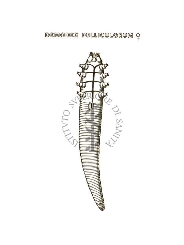 Disegno: Demodex Folliculorum (femmina)