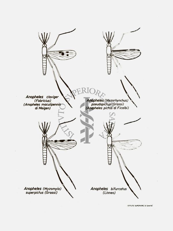 Disegno: Tipi di Anopheles