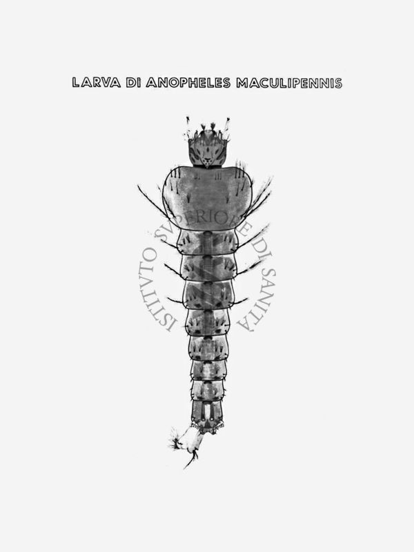 Disegno: Larva di Anopheles Maculipennis