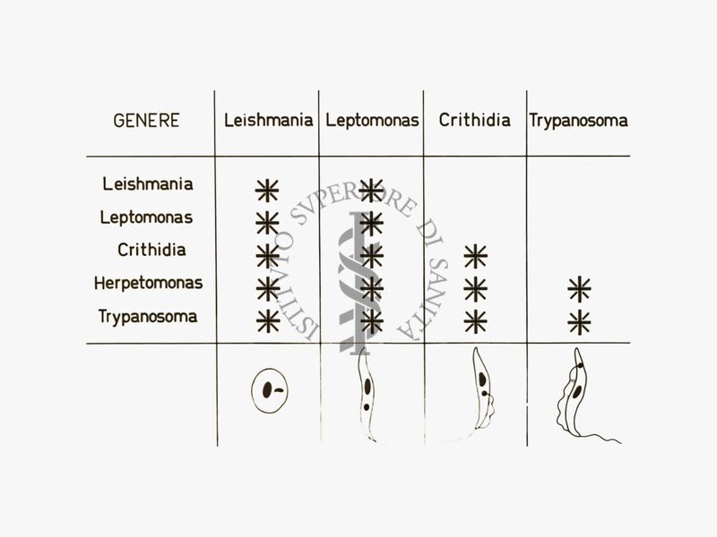 Tabella di confronto: Leishmania, leptomonas, crithidia, tripanosoma