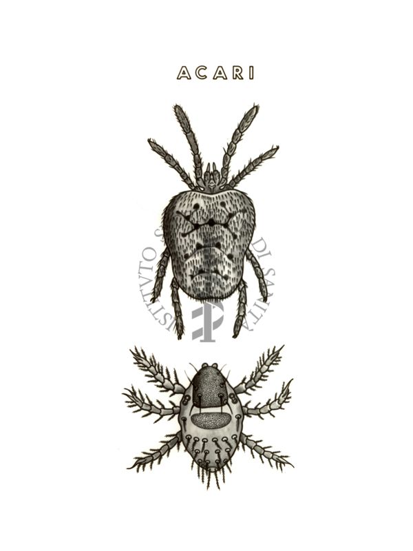 Disegno: Acari