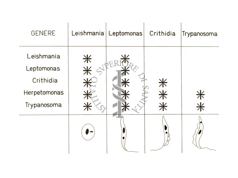 Tabella di confronto: Leishmania, leptomonas, crithidia, tripanosoma
