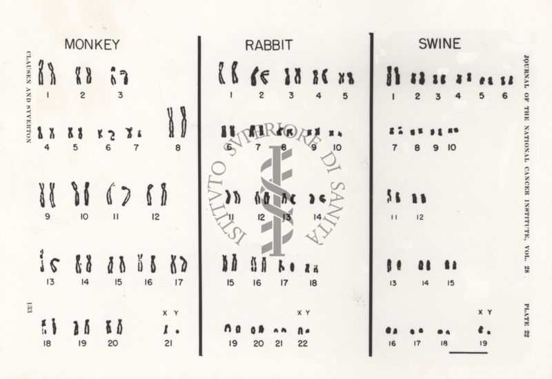 Monkey - Rabbit Swine