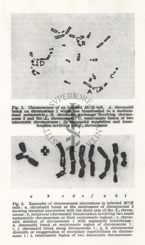 Fotografia di una pagina, probabilmente presa da libro, dove compaiono due fotografie di cromosomi. Sotto la prima è scritto: Fig.2. Chromosomes of an uinfected MCH cell... Sotto la seconda è scritto: Fig.3. Examples of chromosomal aberrations in uinfected MCH cells ....