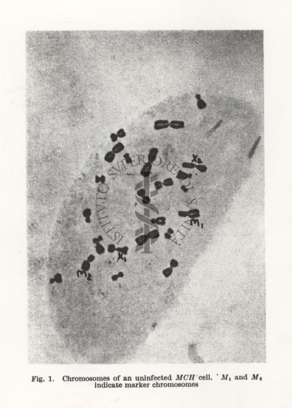 Immagine, probabilmente presa da libro, di una cellula sotto la quale è scritto: Fig. 1. Chromosomes of an uninfected MCH cell. M1 and M2 indicate marker chromosomes