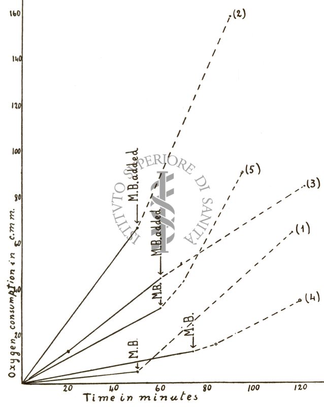 Effetto del bleu di metilene sul consumo di ossigeno di: 1) eritrociti di mammifero 2) eritrociti di uccello 3) leucociti di cane 4) leucociti di riccio di mare 5) leucociti di stella marina