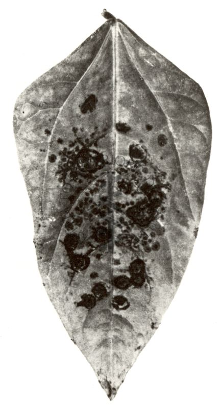 Ultravirosi delle piante - foglie di Vigna Sinensis inoculata due volte con Nicotiana Virus 11 (necrosi del tabacco)