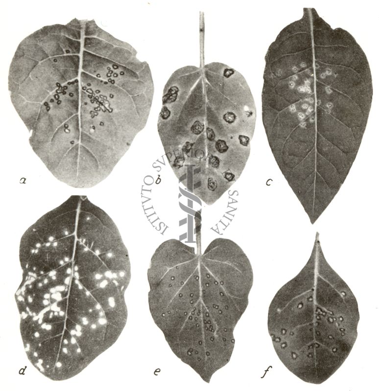 Vari tipi di lesioni locali prodotti nella Nicotiana da diversi virus