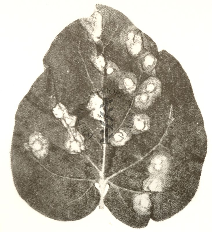 Ultra-virosi delle piante: lesioni locali del virus: "tomato spotted wilt" su: "Nicotiana Glutinosa". Macchie necrotiche circondate da un' alone di decolorazione