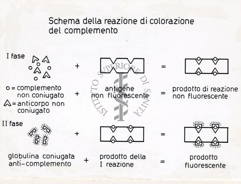 Riproduzione