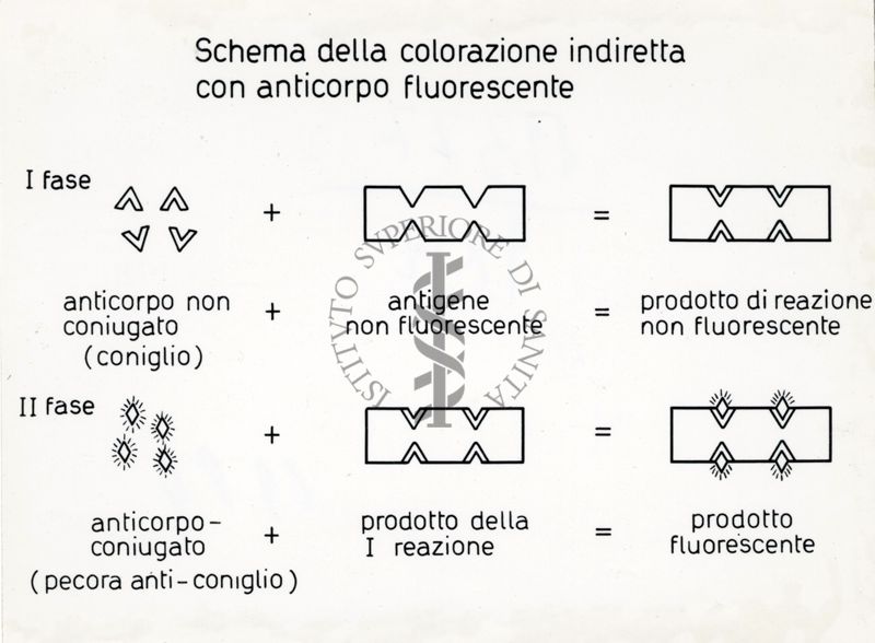 Riproduzione