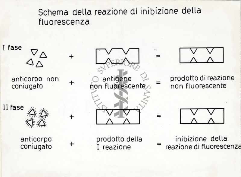 Riproduzione