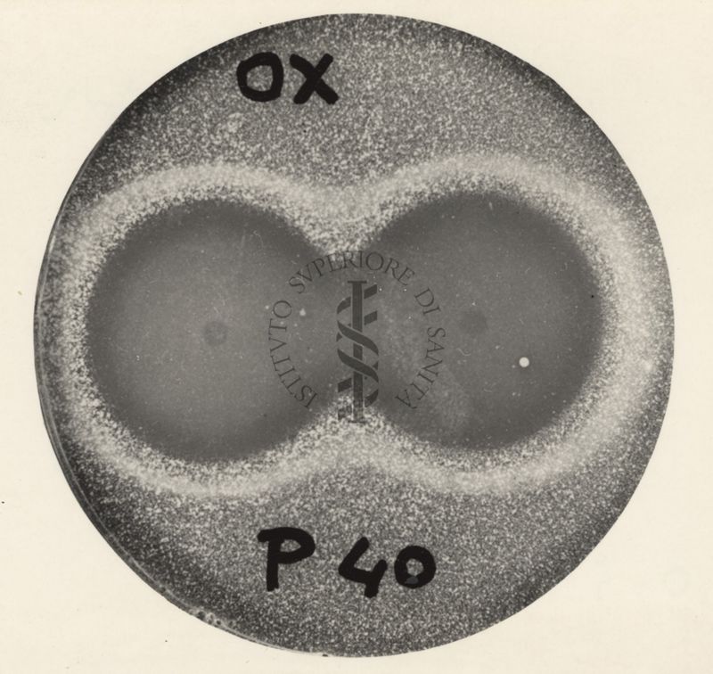 Foto al microscopio