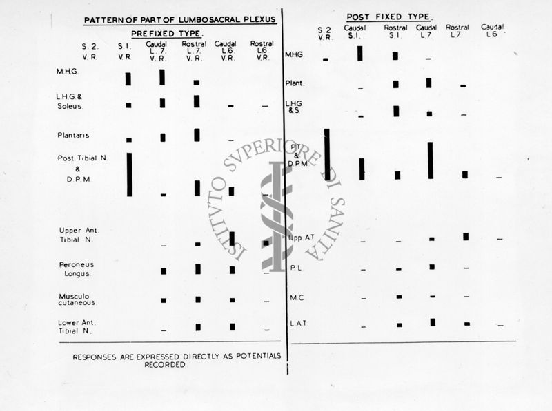 Schema relativo al sistema nervoso del gatto