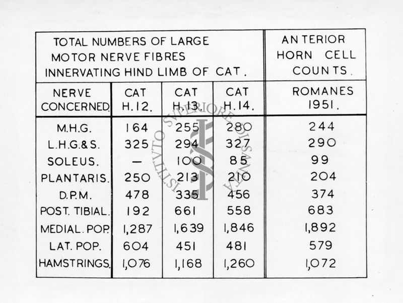 Schema relativo al sistema nervoso del gatto