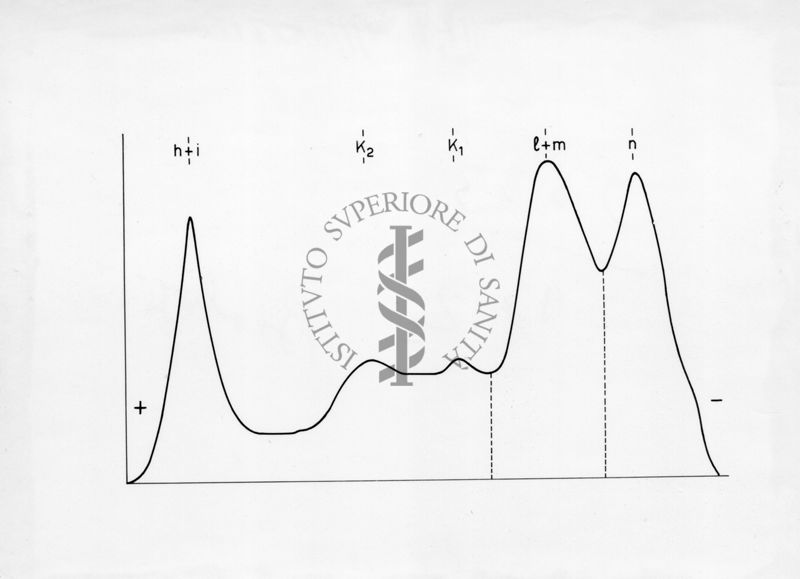 Diagramma riguardante l'elettroforesi su carta di proteine muscolari