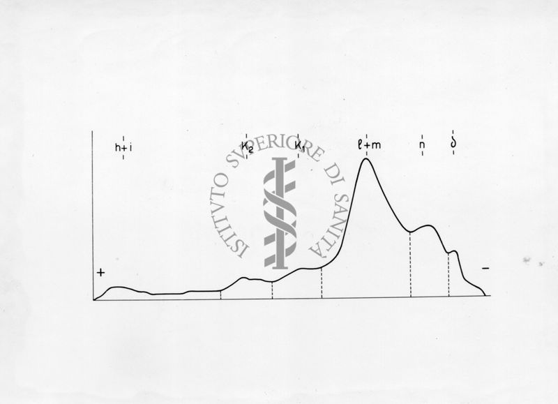 Diagramma riguardante l'elettroforesi su carta di proteine muscolari