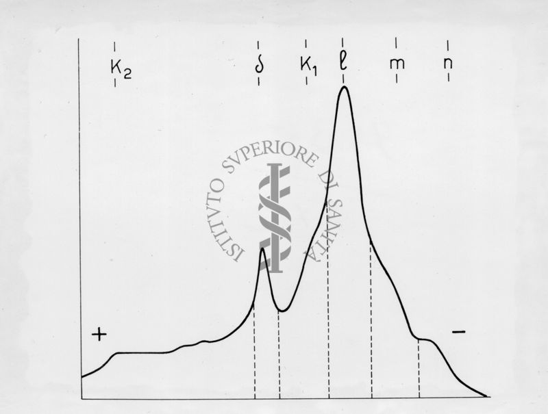 Diagramma riguardante l'elettroforesi su carta di proteine muscolari