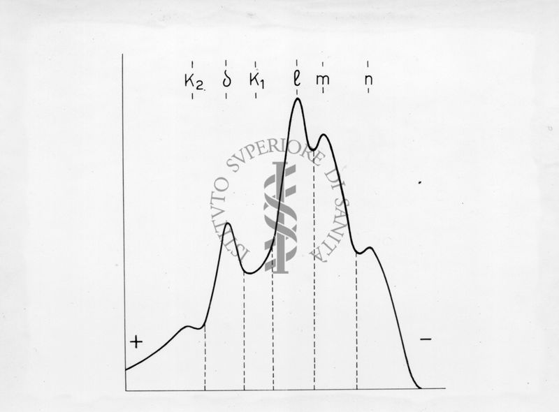 Diagramma riguardante l'elettroforesi su carta di proteine muscolari