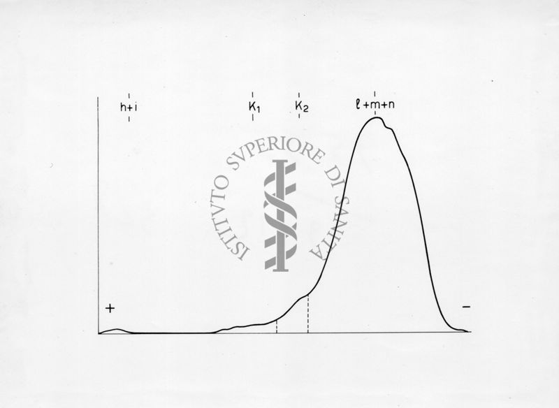 Diagramma riguardante l'elettroforesi su carta di proteine muscolari