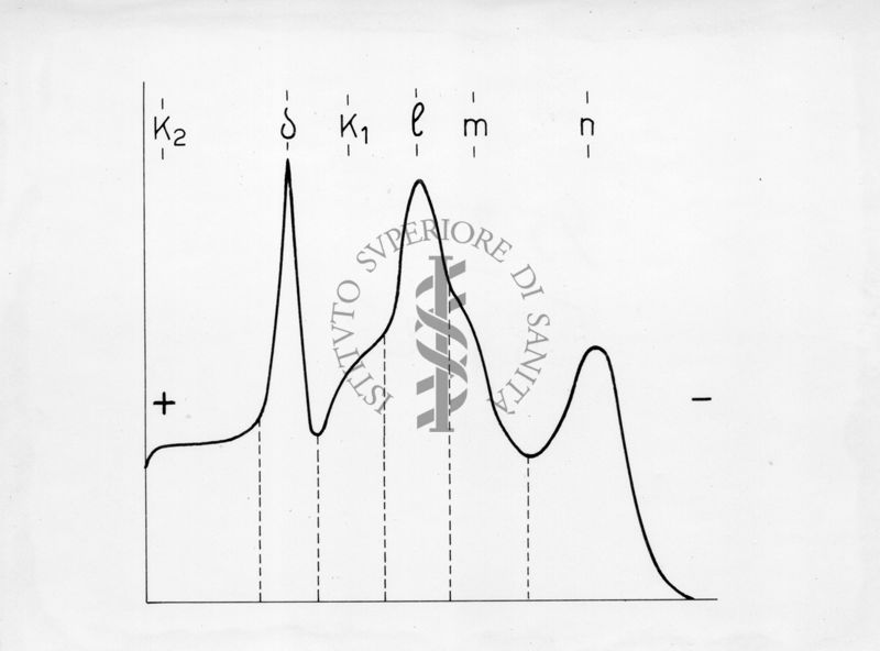 Diagramma riguardante l'elettroforesi su carta di proteine muscolari