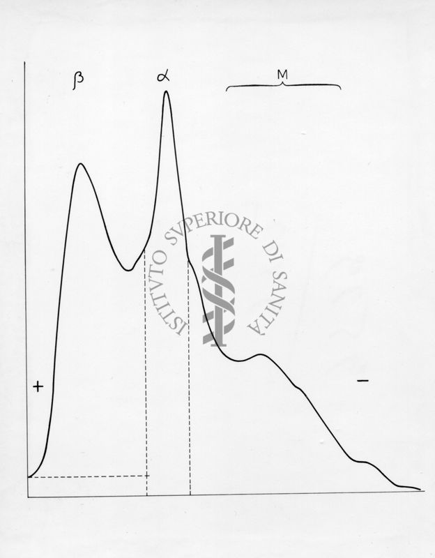 Diagramma riguardante l'elettroforesi su carta di proteine muscolari