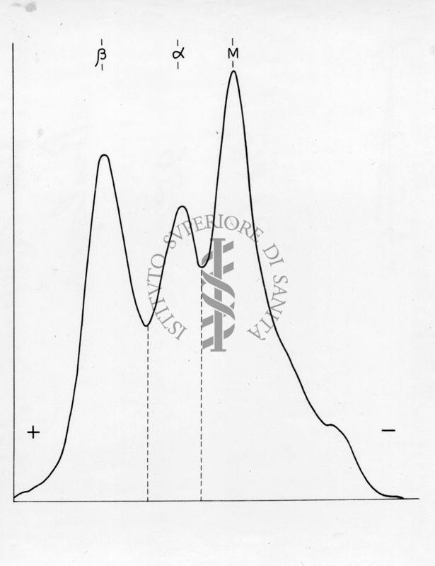 Diagramma riguardante l'elettroforesi su carta di proteine muscolari