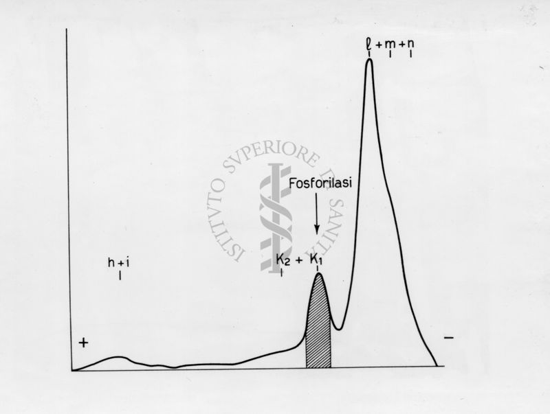 Elettroforesi su carta di proteine muscolari