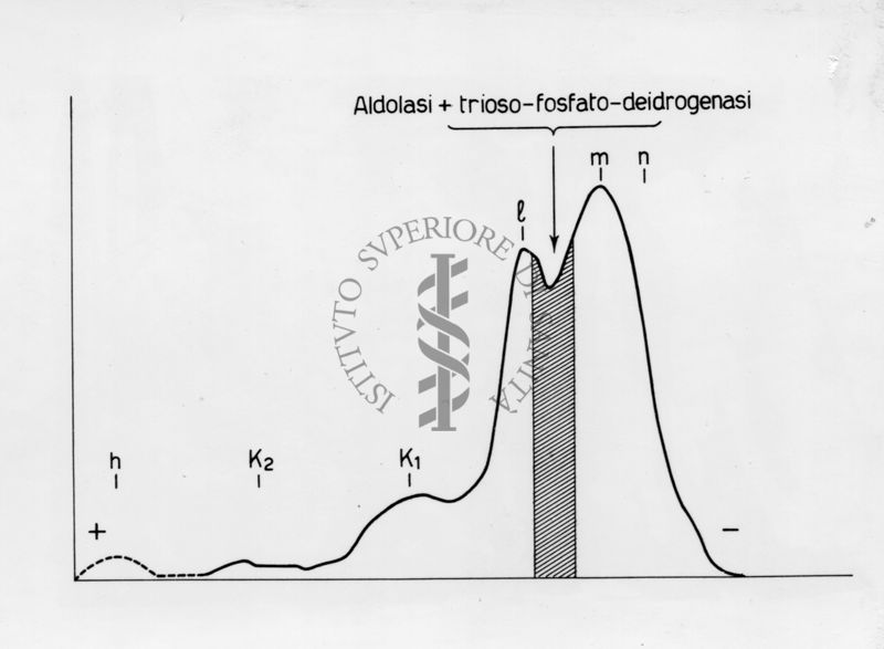 Elettroforesi su carta di proteine muscolari