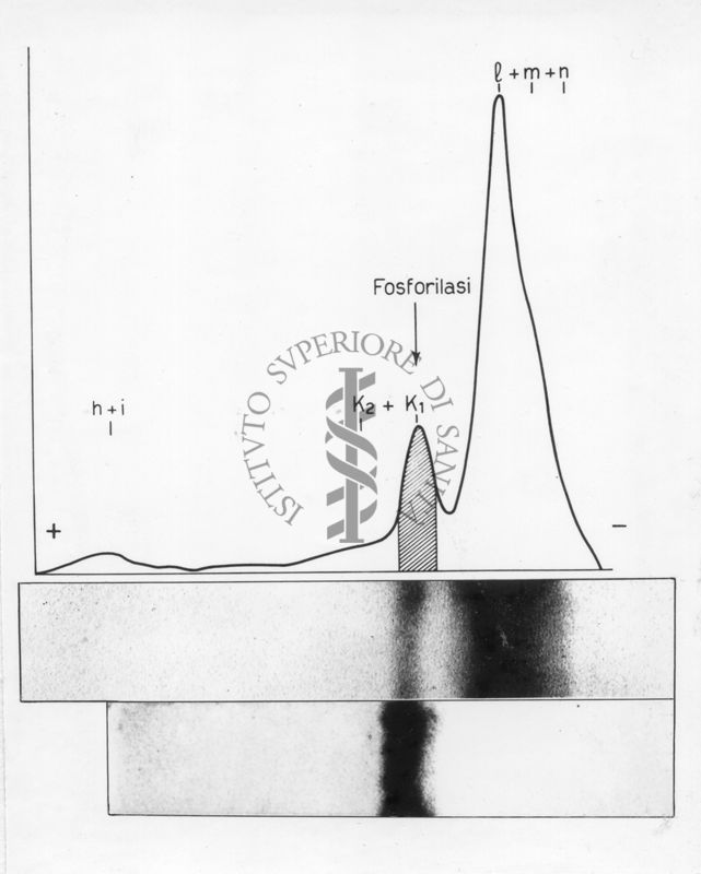 Elettroforesi su carta di proteine muscolari