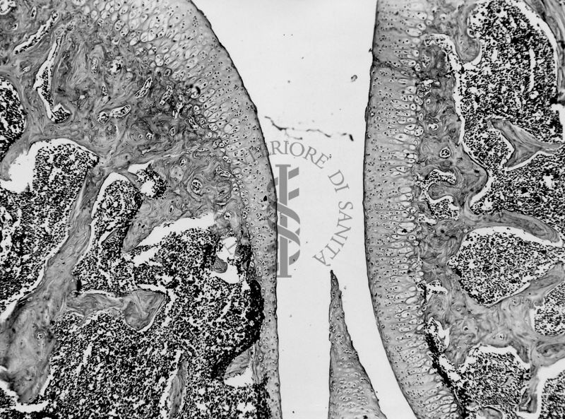 Azione degli ormoni somatotropo ed androgeno sulla cartilagine