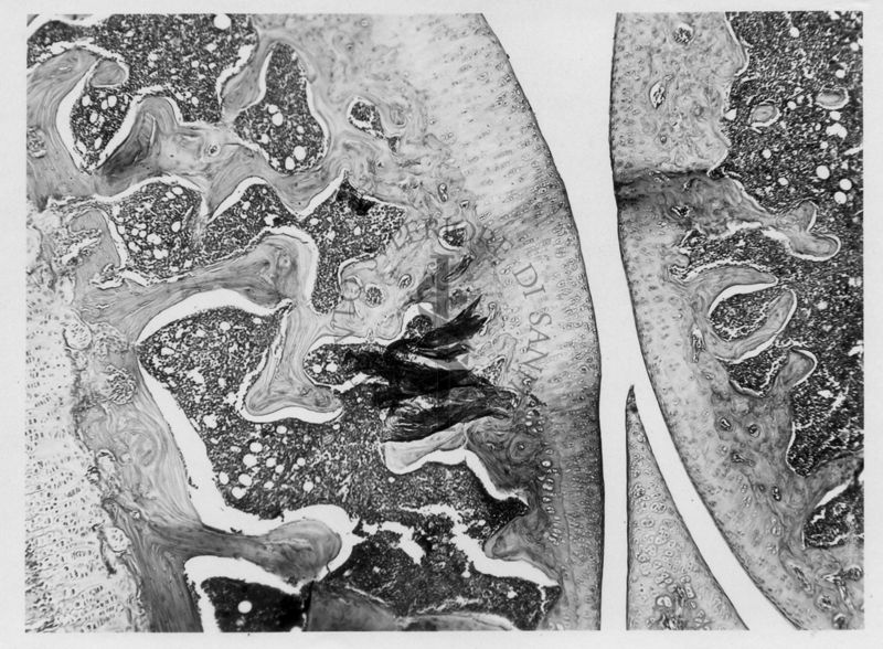 Azione degli ormoni somatotropo ed androgeno sulla cartilagine