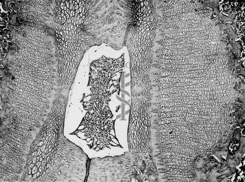 Azione degli ormoni somatotropo ed androgeno sulla cartilagine