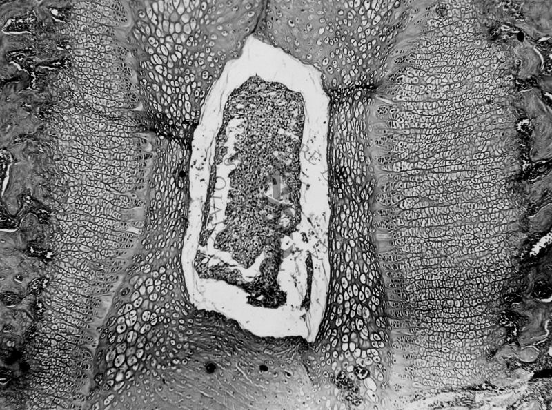 Azione degli ormoni somatotropo ed androgeno sulla cartilagine