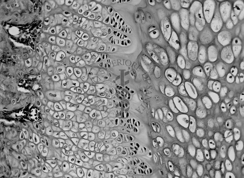 Azione degli ormoni somatotropo ed androgeno sulla cartilagine