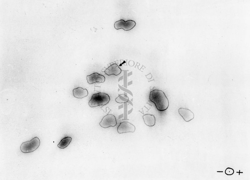 Montaggio di gel cromatografico su carta